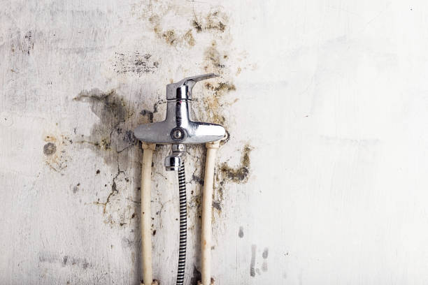 Best Industrial Mold Remediation in Orange, VA