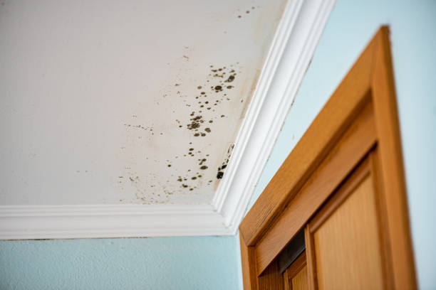 Best Bathroom Mold Remediation in Orange, VA