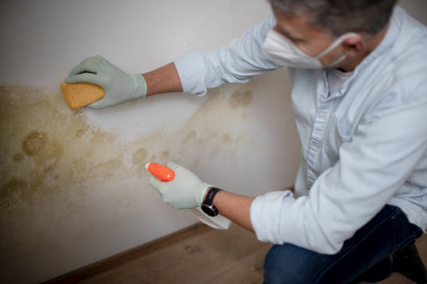 Best Crawl Space Mold Remediation in Orange, VA