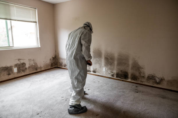 Best DIY Mold Remediation Support Services in Orange, VA
