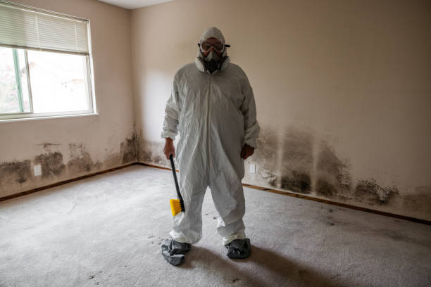 Best Insurance-Related Mold Remediation in Orange, VA