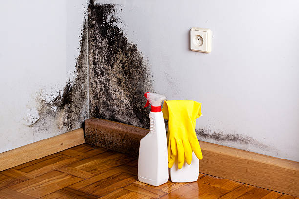 Best Mold Testing and Inspection Services in Orange, VA