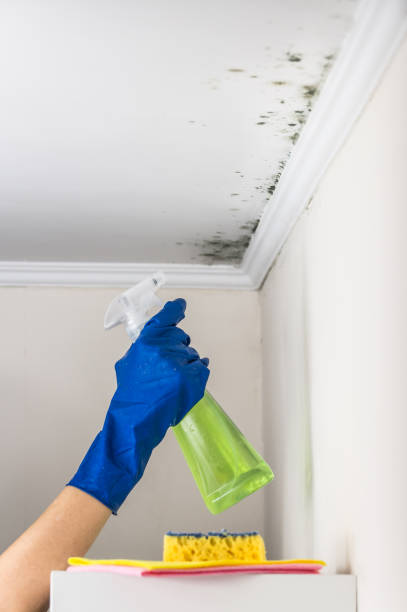 Best Insurance-Related Mold Remediation in Orange, VA