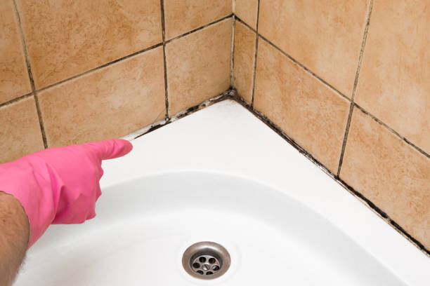 Best Mold Remediation for Specific Building Types in Orange, VA