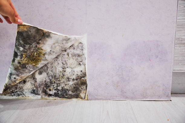 Best Commercial Mold Remediation in Orange, VA